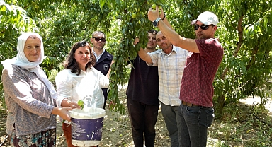 Bayramiç Beyazı hasat ediliyor