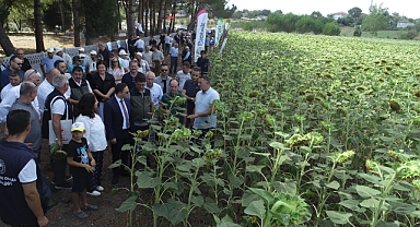 Biga'da ayçiçeği tarımında yerli ve milli üretim ön planda
