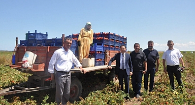 Biga'da domates hasadı