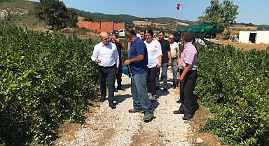 Çan'da aronya üretimi 142 dekara ulaştı