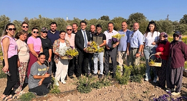 Hanımeli Projesi'nde ilk hasat yapıldı