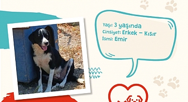 Belediyeden can dostlarımız için çağrı