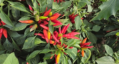 Biga Yakan Biberinde coğrafi işaret hamlesi