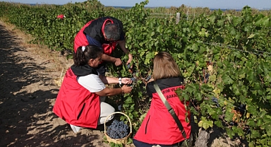 Bozcaada'da üzüm hasadı yapıldı
