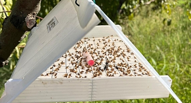 Üreticilere Akdeniz Meyve Sineği uyarısı