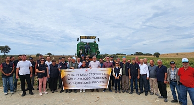 Üreticilere yağlık ayçiçeği tohumu desteği