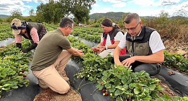 Üreticilerle birlikte çilek topladı