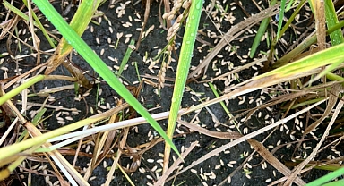 "Arazilerimizin tamamına yakınında büyük bir hasar oluşmuştur"