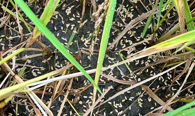 &quot;Arazilerimizin tamamına yakınında büyük bir hasar oluşmuştur&quot;