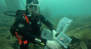 "HMS Majestic" Batığına 400 ıstakoz bırakıldı