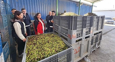 Zeytinyağı fabrikalarında yoğunluk