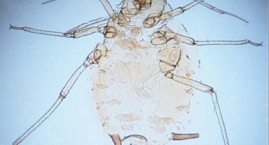 Kaz Dağları'nda yeni bir böcek türü keşfedildi