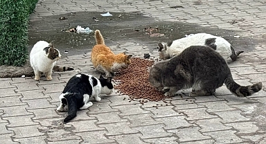 Lapseki Belediyesi'nden mama desteği