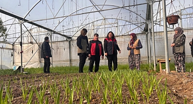 Türkarslan serada üretimi inceledi