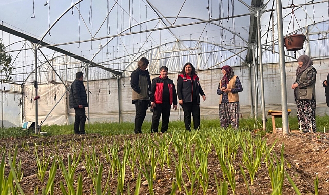 Türkarslan serada üretimi inceledi