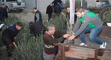 Yangından etkilenen üreticilere zeytin fidanı desteği