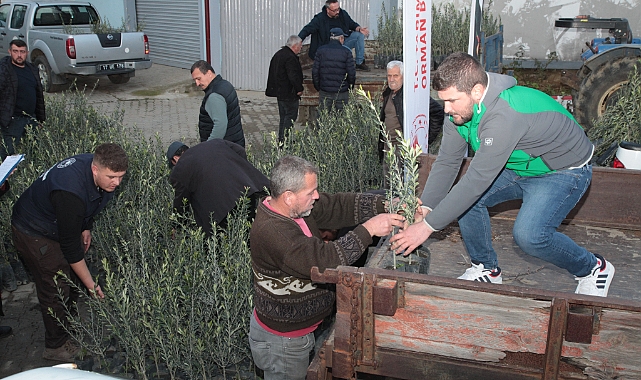 Yangından etkilenen üreticilere zeytin fidanı desteği