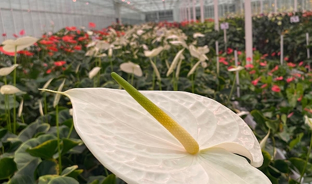 Çanakkale çiçekçilikte dünya pazarlarına açılıyor