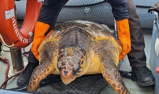 Caretta caretta kurtarıldı