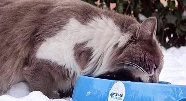 Uludağ elektrik, sokak hayvanlarına destek olmaya devam ediyor