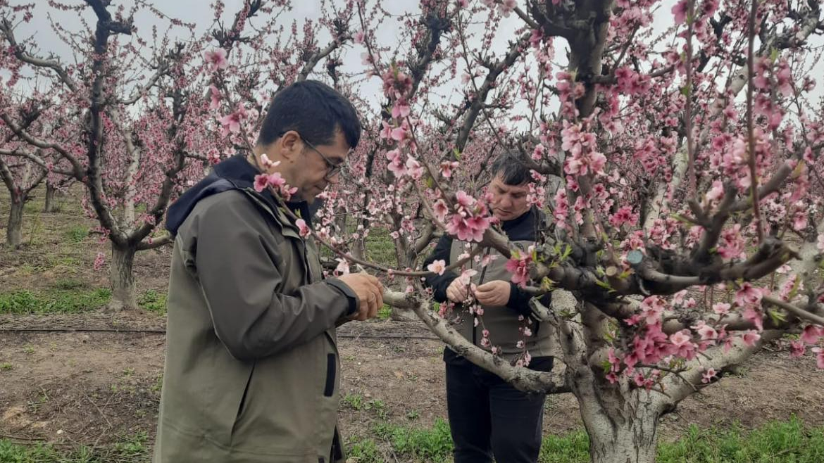 Zirai don olayının ardından hasar tespit çalışması