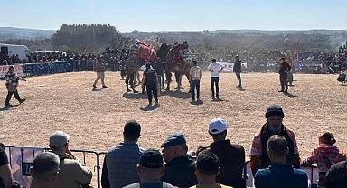 Bayramiç'te develer güreşti
