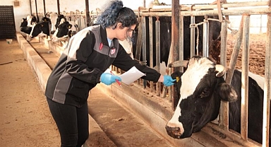 Şap ve brusella aşı kampanyası başladı