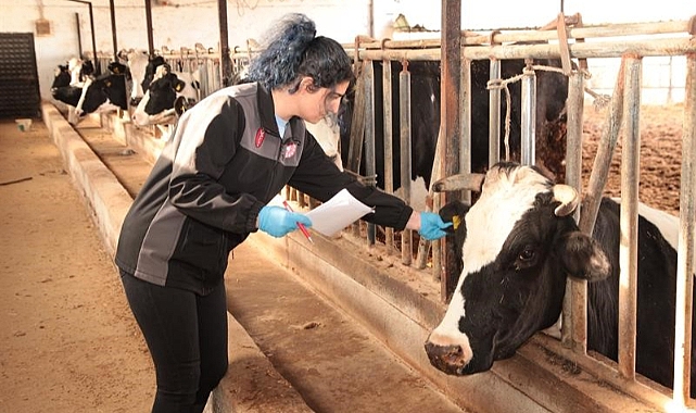 Şap ve brusella aşı kampanyası başladı