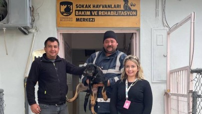 Can dostlarımız için çalışmalar sürüyor...