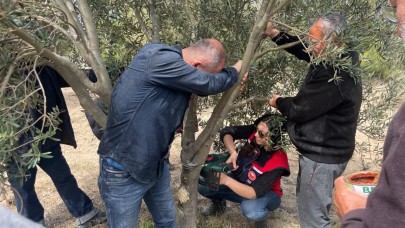 Üreticilere zeytin budama ve aşılama eğitimi verildi