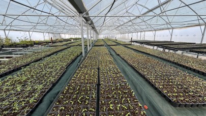 Park ve bahçeler müdürlüğü tohum takas şenliğine hazırlanıyor