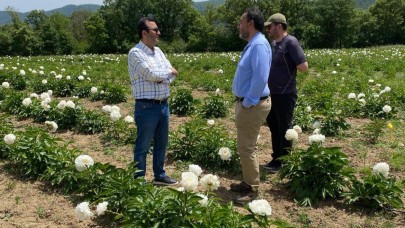 Bekten Köyünde şakayık çiçeği yetiştiriliyor