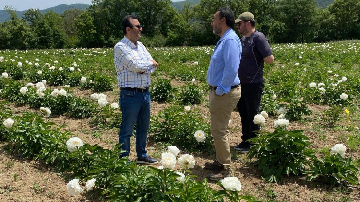 Bekten Köyünde şakayık çiçeği yetiştiriliyor