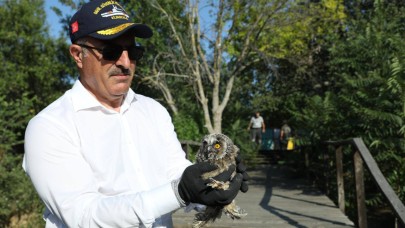 Tedavileri tamamlanan kuşlar yeniden gökyüzünde!