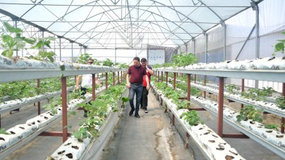 Hacıköy Köyünde topraksız çilek üretimi