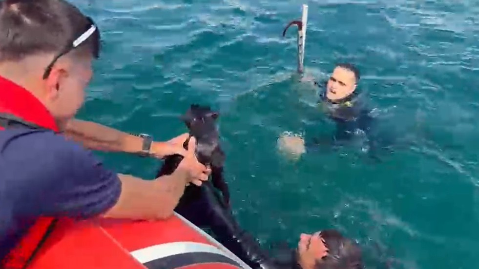 Feribot iskelesinde kedi kurtarma operasyonu!