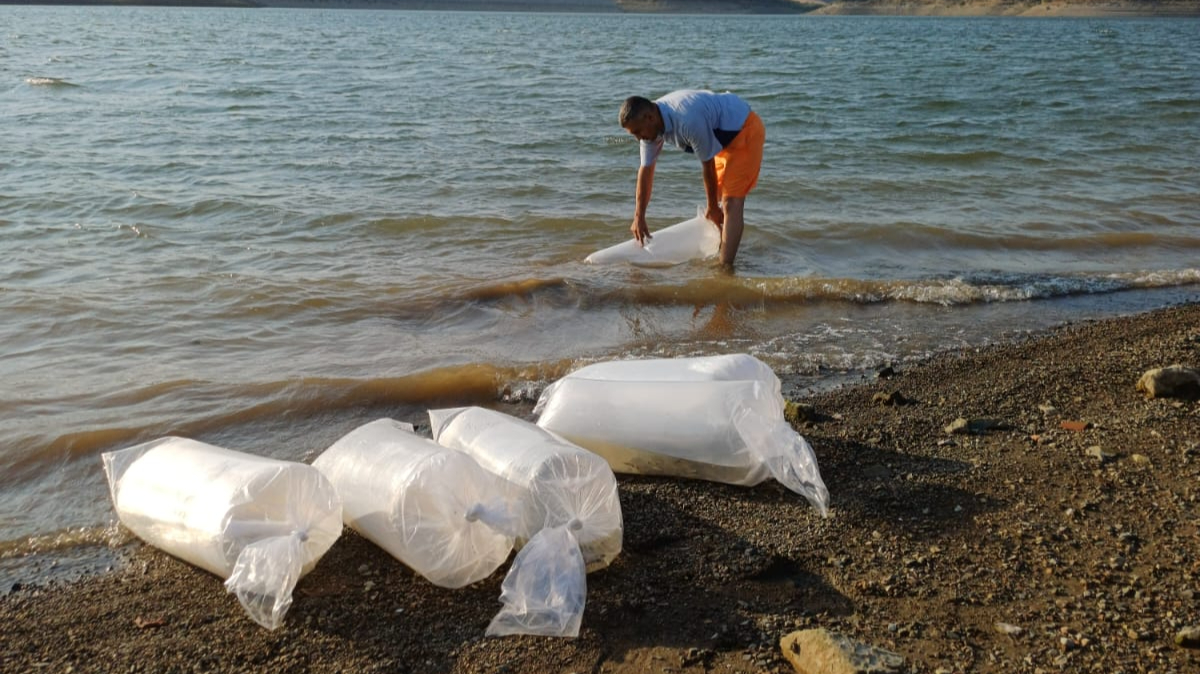 Baraj ve göletler balıklandırıldı!