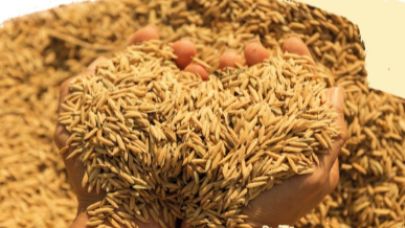 Üreticilere yemlik arpa desteği!