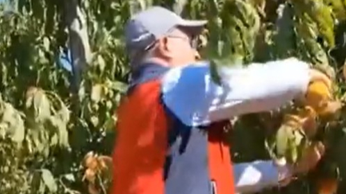 Çanakkale’de şeftali ve nektarin hasadı!