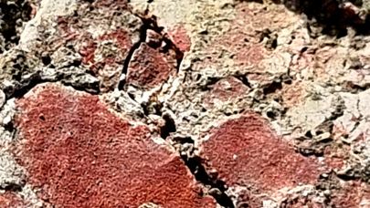 Çayönü Tepesi’nde 9 bin 500 yıllık “Kırmızı Tabanlı Kamusal Yapı” bulundu