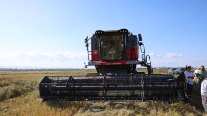 Gümüşçay’da çeltik hasadı!