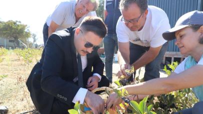 Gökçeada’da aronya hasadı