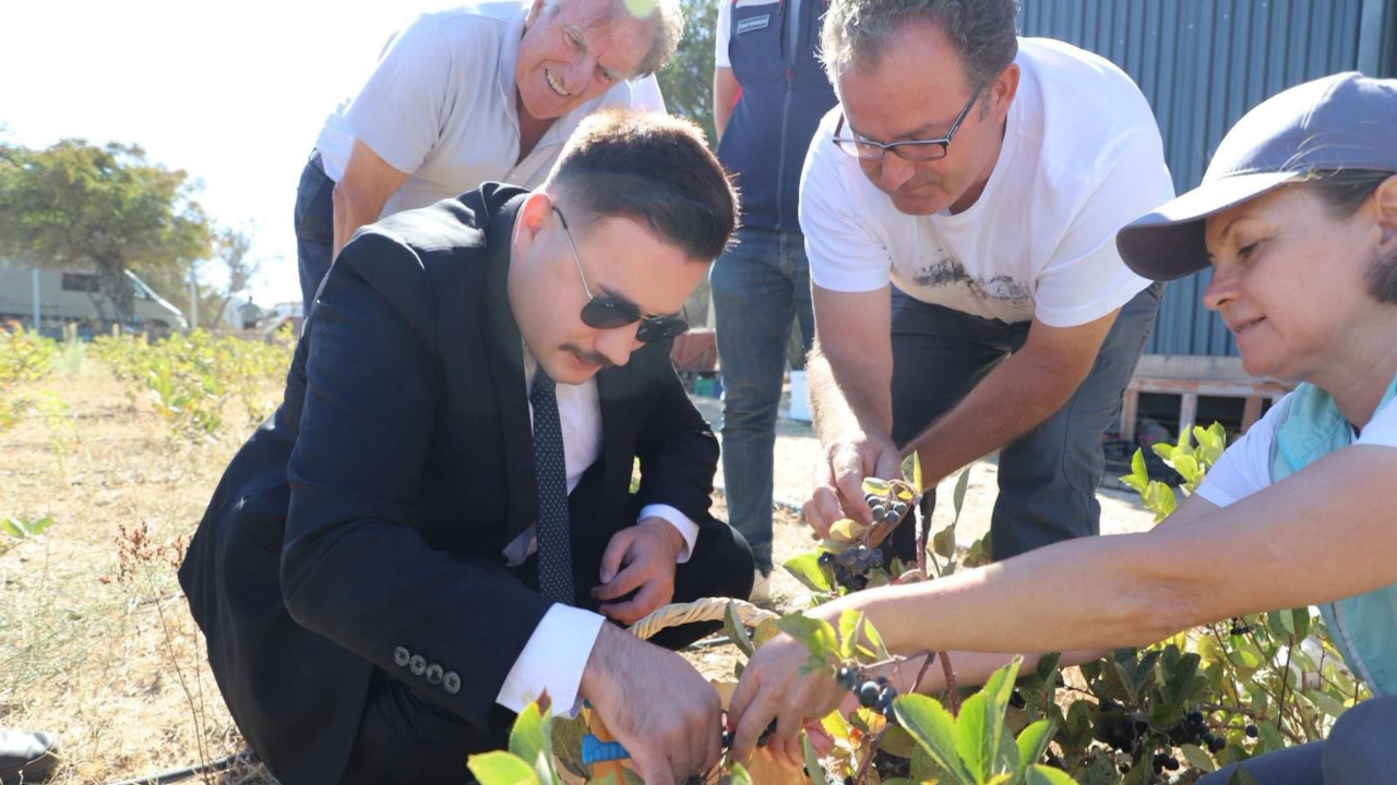 Gökçeada’da aronya hasadı