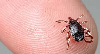 Baharın gelmesi ile kene sezonu açıldı