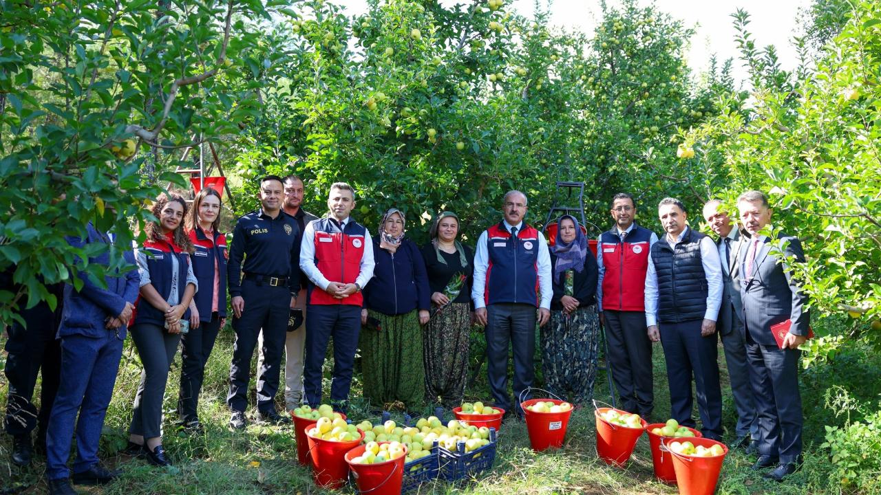 Evciler’de elma hasadı!