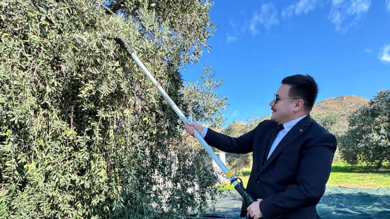 Gökçeada'da zeytin hasadı!