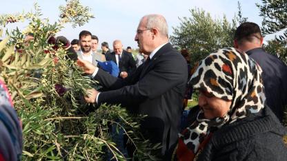 Vali Toraman zeytin hasadında!