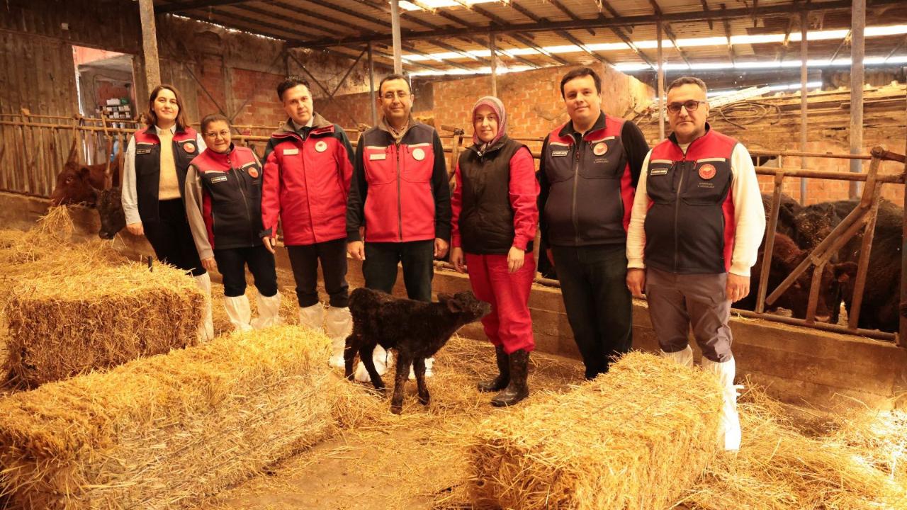 Yetiştiricilere hayvanları teslim ediliyor