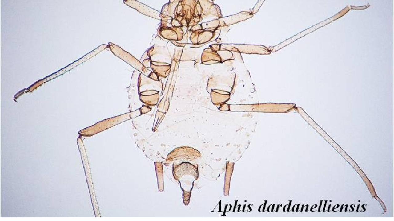 Kaz Dağları’nda yeni bir canlı türü keşfedildi!