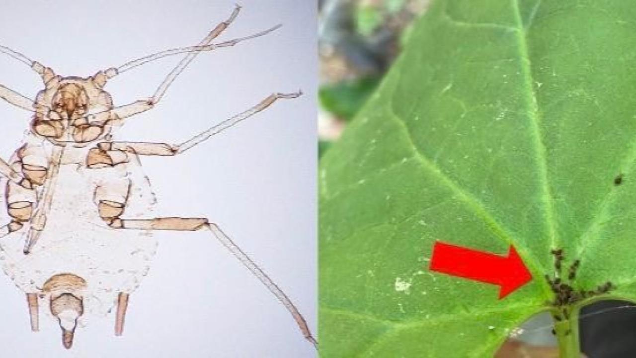 Kaz Dağları’nda yeni bir canlı türü keşfedildi!